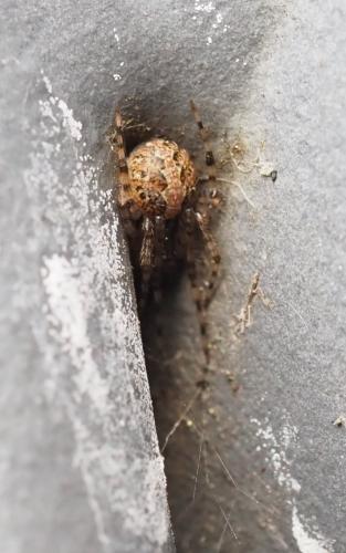 Theridion sp.